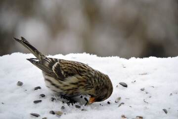 A female common redpoll with a bright red patch on its forehead standing in snow and eating sunflower seeds, blurred background