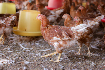 A lot of brown chicken in chicken farm