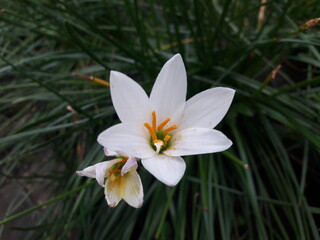 white tulip chive flower
