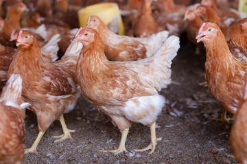 A lot of brown chicken in chicken farm