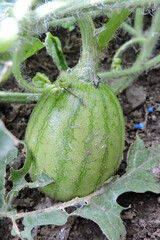 Close-up of a young watermelon in a garden, with chewed leaves and visible slug slime. Blue slug repellent pellets surround the plant.