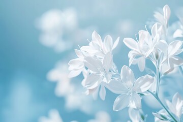 Delicate White Flowers on Soft Blue Background