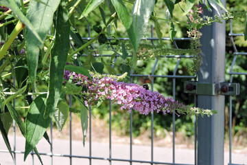 A hummingbird hawk-moth feeding on the nectar of purple buddleia flowers using its long proboscis while hovering in the air