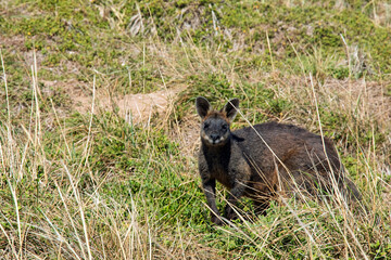 Swamp Wallaby in Natural Habitat on Phillip Island, Victoria, Australia
