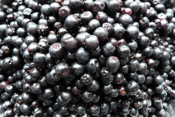 Fresh ripe aronia berries in close-up