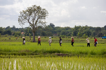 Traditional rice plantation in Laos