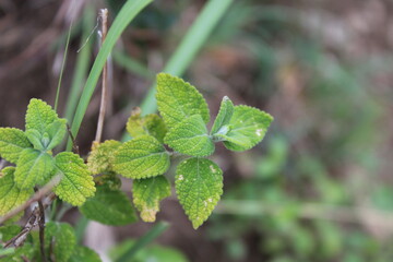 Teucrium hyrcanicum, Crete Balm or the Melissa officinalis green wild plant