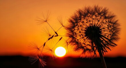 Evocative silhouette of a dandelion seed head dispersing its seeds in the breeze. Represents...