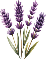 violet flowers isolated on white background