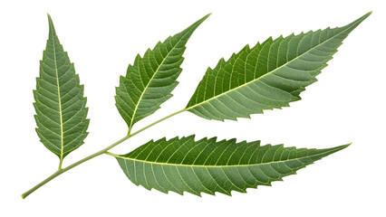green neem leaf isolated on transparent background