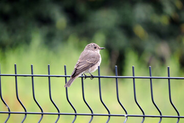 A spotted flycatcher sitting on a fence made of welded wire mesh panels, green leaves in the background