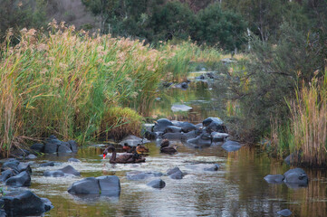 Wildlife in Barwon River at dusk, Geelong, Victoria, Australia