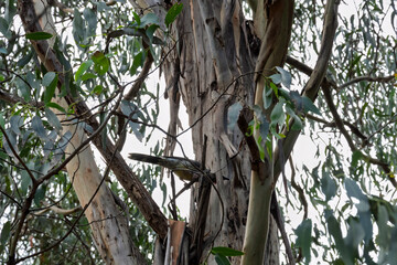 Fototapeta premium Native Australian Bird Perched on Eucalyptus Tree – Red Wattlebird, Anthochaera carunculata - Native Australian Bird Perched on Eucalyptus Tree, Wildlife in Natural Bushland Habitat