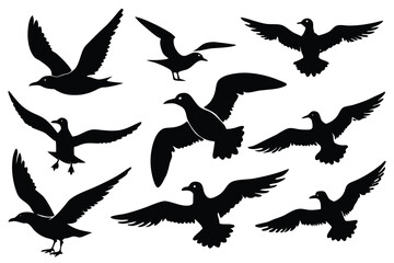 Collection of Seagull Silhouettes Black and White Bird Illustrations