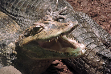 A close-up of a dwarf caiman (Paleosuchus palpebrosus) with its mouth open, showing sharp teeth, Wroclaw zoo, Poland