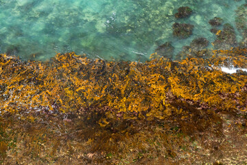 Marine Algae on Coastal Rocks – Intertidal Zone along the Great Ocean Road, Victoria, Australia