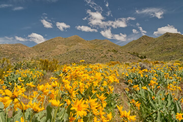 Wildflowers on the lower slopes of Freds Mountain, Nevada