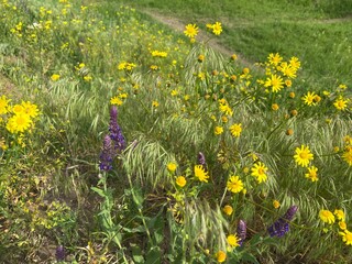 Jacobaea vulgaris - a wild field crop, the bush blooms with small yellow flowers. It can be found in fields, natural areas. It blooms in spring