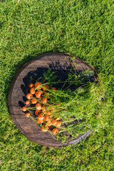 Home grown organic round carrots fresh harvested and placed on barn wood plate on green grass