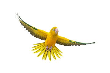 Colorful flying Golden Conure parrot isolated on transparent background png file	
