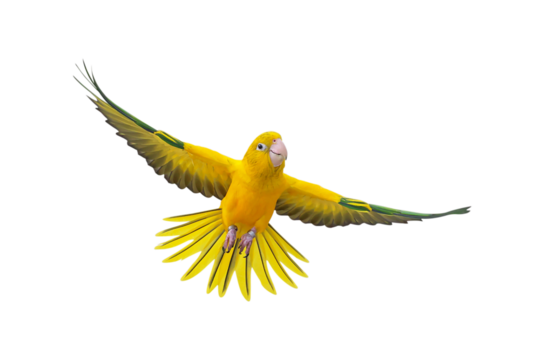 Colorful flying Golden Conure parrot isolated on transparent background png file	
