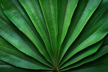 Closeup green leaves of tropical plant in garden. Dense dark green leaf with beauty pattern texture background. Green leaves for spa background. Green