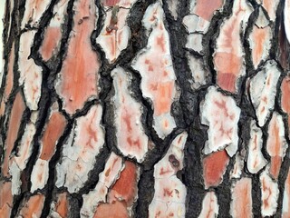 The bark texture of the stone pine