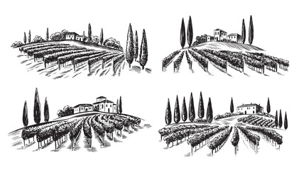 Vineyard landscape set on white, hand drawn	

