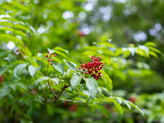 ニワトコの赤い果実