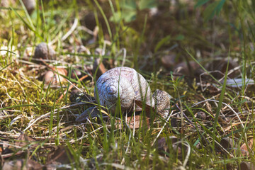 Close up of a snail on green grass. Blurred background.