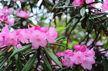 ピンク色に咲くシャクヤク