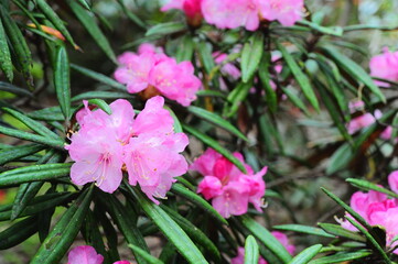 ピンク色に咲くシャクヤク