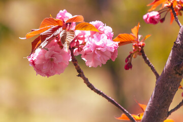 A tree with pink flowers on it