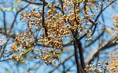 A tree with many small brown flowers on it