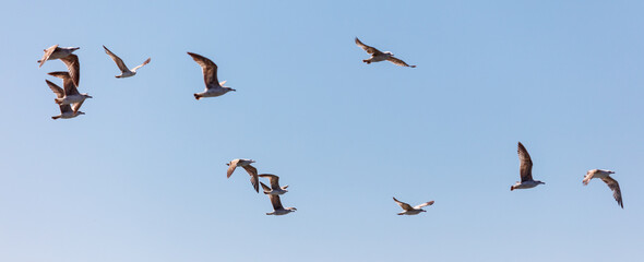 A flock of seagulls flying in the sky