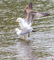 Two seagulls are standing in the water, one of which is looking at the other