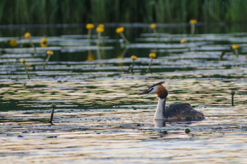 great crested grebe on the morning lake