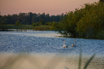 swans swiming on the lake