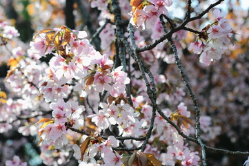 美しい日本の桜
