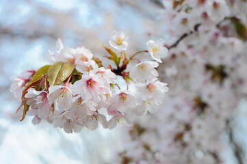美しい日本の桜