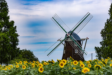 あけぼの山農業公園　ひまわり畑