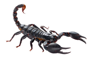 Black Scorpion Close-Up Photo of a Venomous Arachnid