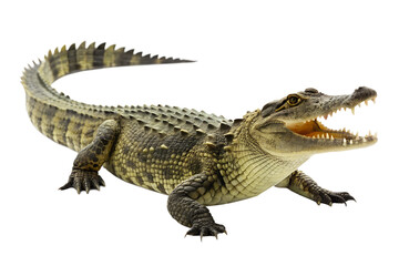 Fototapeta premium Powerful Crocodile A Close-Up View of a Majestic Reptile