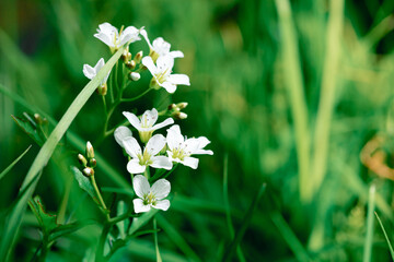 Meadow heartwort is a herbaceous plant with white flowers. Blurred background