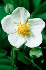 Wild strawberry is a delicate white flower with a yellow center. Beautiful flower close-up on a...