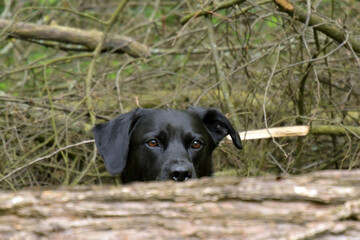 labrador