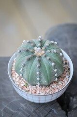 cactus in the flower pot or Astrophytum or Astrophytum asterias