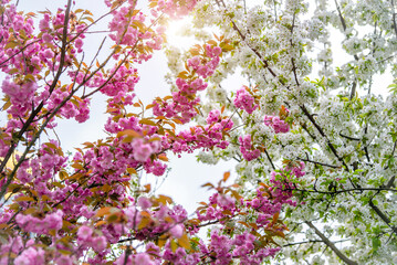 Japanese cherry blossoms on a green natural background
