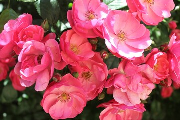 pink roses with green leaves close-up