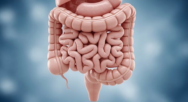 Human Intestine Anatomy